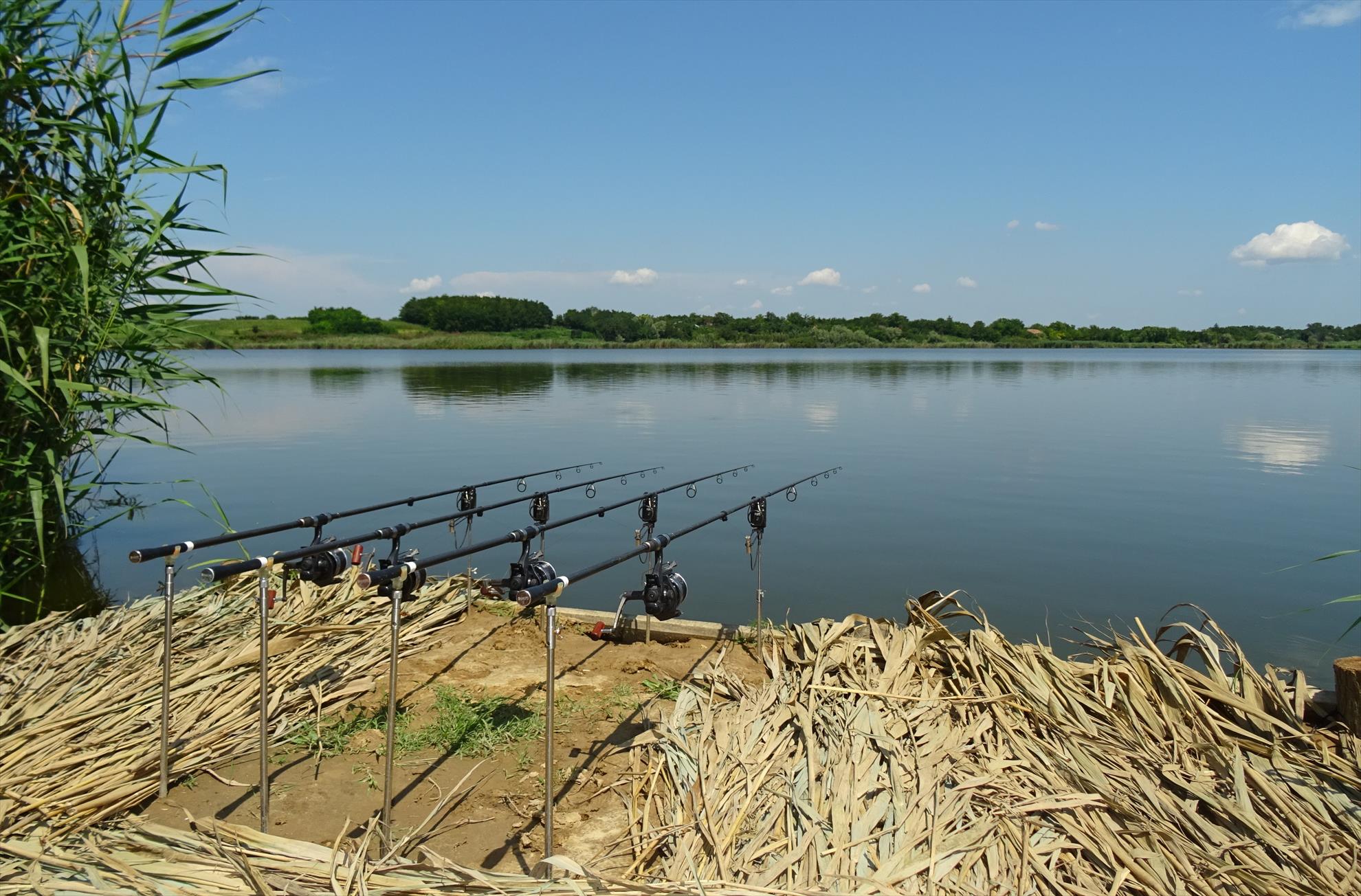 Cum abordez o balta salbatica?